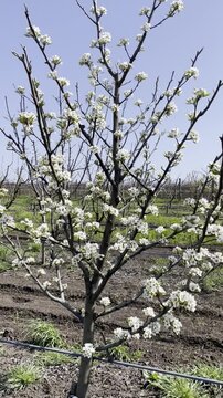 tree in spring
Not AI, photos taken on iPhone 12 Pro Max