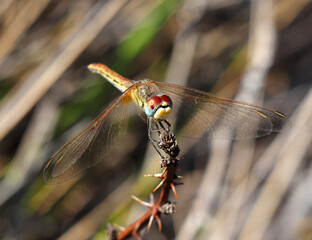 Female Red-veined Darter dragonfly - Sympetrum fonscolombii perching on a twig in its natural environment. Macro photo, selective shallow focus for effect. Space for text.