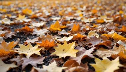 Colorful Autumn Leaves Scattered on the Ground &ndash; A Peaceful Seasonal Scene with Fallen Foliage, Crisp Textures, and the Natural Beauty of Fall&rsquo;s Golden Transformation

