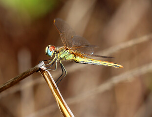 Female Red-veined Darter dragonfly - Sympetrum fonscolombii perching on a twig in its natural environment. Macro photo, selective shallow focus for effect. Space for text.