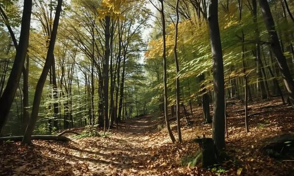 Peaceful Woodland Trail 4K Loop Animation Through Autumn Forest