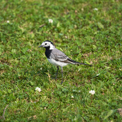  White Wagtail Bird Strolling through Grassy Field, Small Passerine in Motacillidae Family with Long Claws and Pipits