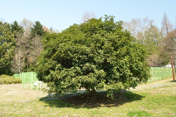 Round-shaped Osmanthus fragrans tree in a garden