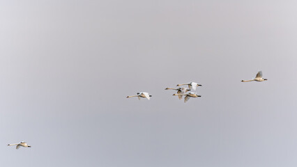 Flying swans. Blue sky background. Swans: Mute Swan. Cygnus olor. Flock of swans gliding gracefully through the morning sky at dawn.