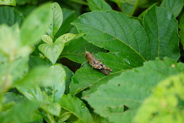 A grasshopper on a green leaf in close up