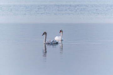 Two Graceful white Swans swimming in the lake, swans in the wild