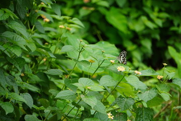 A lime butterfly is resting on lantana flower in close up