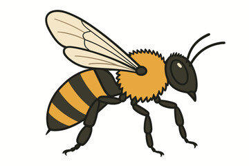 Fototapeta premium Honeybee Anatomy Diagram - Side View