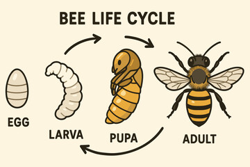 Life Cycle of a Honeybee - Educational Diagram