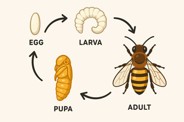 Life Cycle of a Honeybee - Educational Diagram