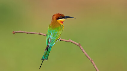 A Rainbow Bee-Eater Bird Perched Gracefully on a Slender Branch Against a Soft Green Background, Showcasing its Vibrant Plumage and Elegant Form in Natural Light
