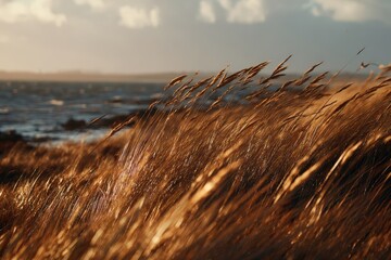 Golden sunset on a windswept coastal heathland
