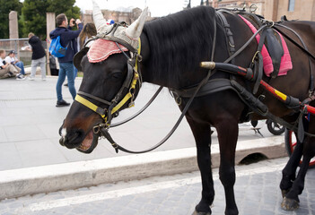 Black horse wearing decorative headgear stands on street with tourists in background showcasing...