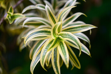 Bright Green and Yellow Dracaena Leaves, Hawaii Garden