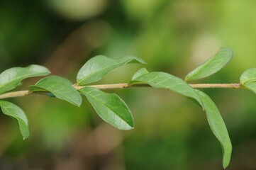 Obraz premium Privet leaves close-up