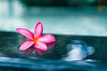 Closeup pink Frangipani or Plumeria flower petal floating on edge of pool with soft reflection. Ideal for wellness, spa, tropical relaxation, aromatherapy or summer beauty