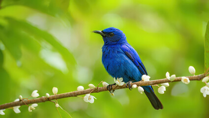 A Stunning Indigo Bird Perched on a Flowering Branch A Detailed View of a Vibrant Bird in its Natural Environment with Delicate White Flowers and Green Foliage