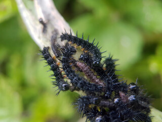 Caterpillar on leaf summer garden