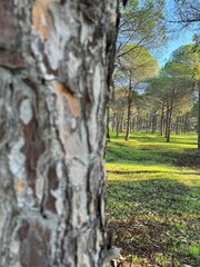 Majestic forest landscape with sunlit trees and vibrant greenery in early morning