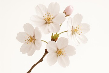 Delicate white cherry blossom cluster on pristine white background for minimalist spring design