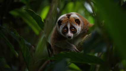 Obraz premium Enigmatic Sunda Slow Loris Gazing Intently from Lush Foliage A Captivating Wildlife Portrait Showcasing the Beauty of Nocturnal Primates in Their Natural Environment