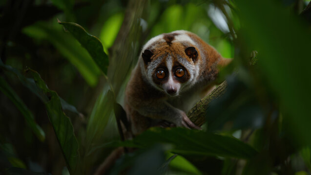 Enigmatic Sunda Slow Loris Gazing Intently from Lush Foliage A Captivating Wildlife Portrait Showcasing the Beauty of Nocturnal Primates in Their Natural Environment