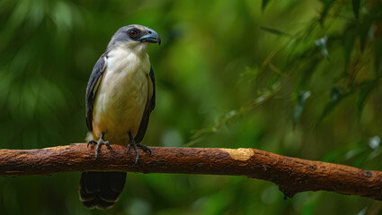 Elegant Grey-Headed Fish Eagle Perched on a Branch Against a Lush Green Backdrop A Study in Avian Predation and Natural Beauty Outdoors