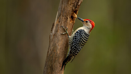 Red-Bellied Woodpecker Drilling into a Tree Trunk A Dynamic Display of Avian Behavior and Natural Woodworking in a Forest Setting Outdoors