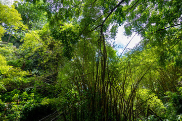 Dense Bamboo Grove in Lush Hawaiian Rainforest