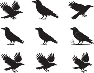 Obraz premium set of crow silhouette vector icon, silhouette of crow set, vector illustration of crow set, crow black symbol icon on white background.