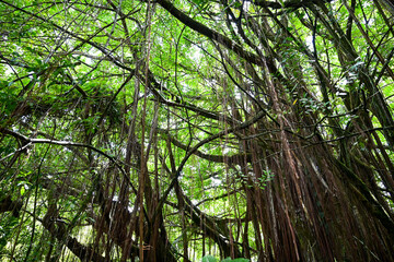 Dense Bamboo Grove in Lush Hawaiian Rainforest