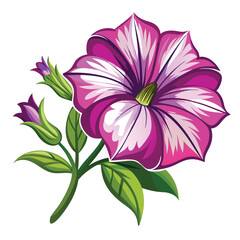 Obraz premium petunia flower on white 