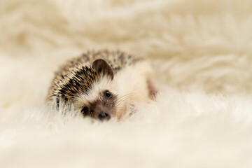 Hedgehog lying on soft white fluffy textile. Studio pet portrait. Animal care and domestic wildlife concept. Design for postcard, greeting card, invitation, banner, poster. 
