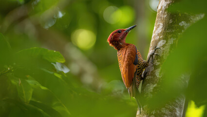 Vibrant Rufous Woodpecker Clinging to Tree Trunk Amidst Lush Greenery, Showcasing Striking Plumage and Natural Adaptations of Forest Birdlife in Wild