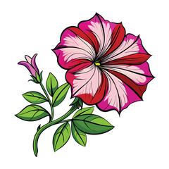 petunia flower on white 