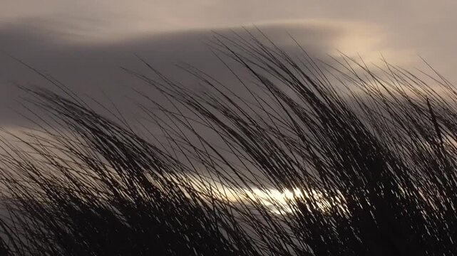 European Marram Grass (Ammophila arenaria) Blowing in the Wind in the Sand Dunes on a Beach