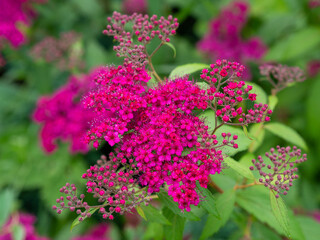 Close-up of bright purple Japanese spirea Anthony Waterer flowers. Garden plants and flowers. Flowering spirea shrub