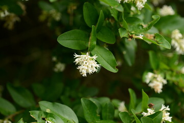 Obraz premium Ligustrum sinense with flowers and berries, known as Chinese privet