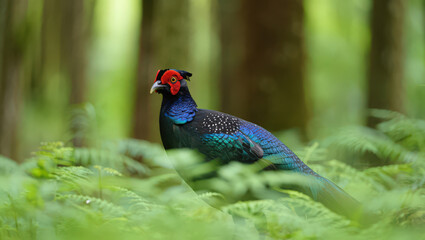 Obraz premium A Copper Pheasant Standing Amidst Lush Green Ferns in a Dense Forest, Showcasing its Vibrant Plumage and Alert Posture in its Natural Environment