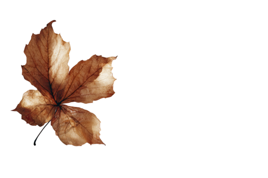 Autumnal dried leaf, light brown tones