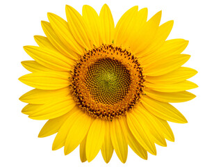 Fototapeta premium Tilted Sunflower with Long Curved Stem, Side Profile View, Isolated Transparent Background PNG