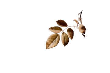 Close-up of a withered rose branch