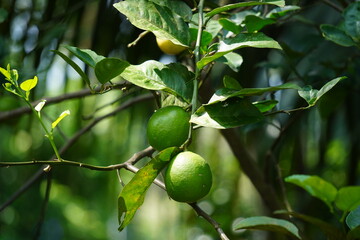 Close-up of green lemons hanging from its tiny stem