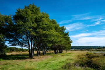 Trees aligned along a grassy field under a partly cloudy sky