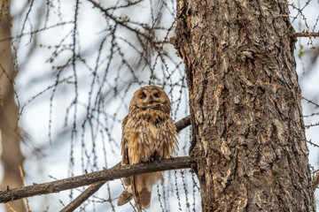 Long-eared owl (Asio otus), looking forward with wide opened eyes
