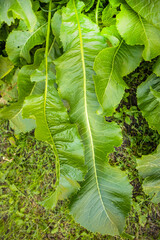 Horseradish leaves in the garden close-up, selective focus, natural background, vertical