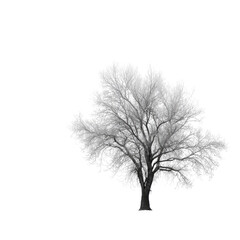 Obraz premium Monochrome tree silhouette against black background
