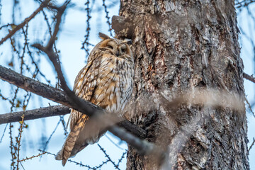 Long-eared owl (Asio otus), looking forward with wide opened eyes