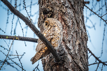 Long-eared owl (Asio otus), looking forward with wide opened eyes