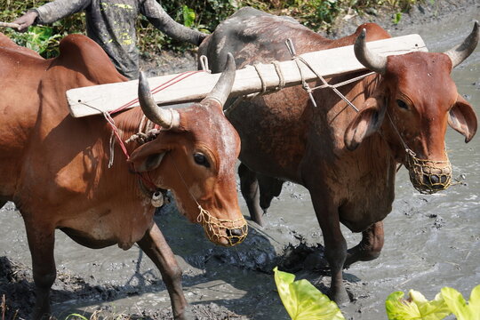 Close-up of two oxen harnessed together with a yoke and a wooden beam, used for plowing